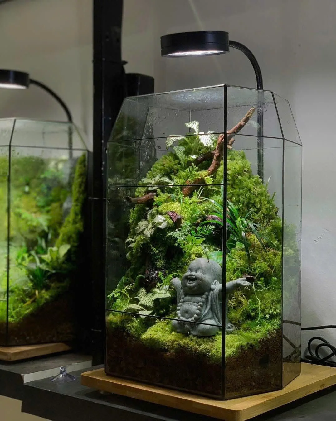 ⭐Bể Terrarium–Phật Di Lạc An Lành