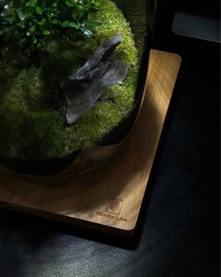 THE TREE